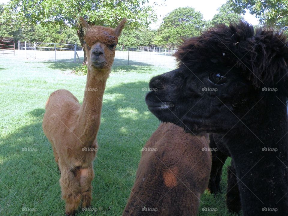 Close-up of alpacas standing on grass