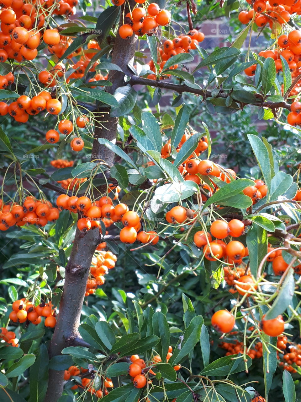 Pyracantha Berries