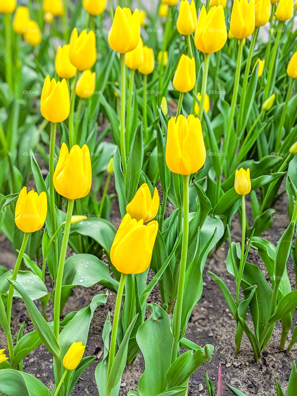 Bright Yellow Spring Tulips