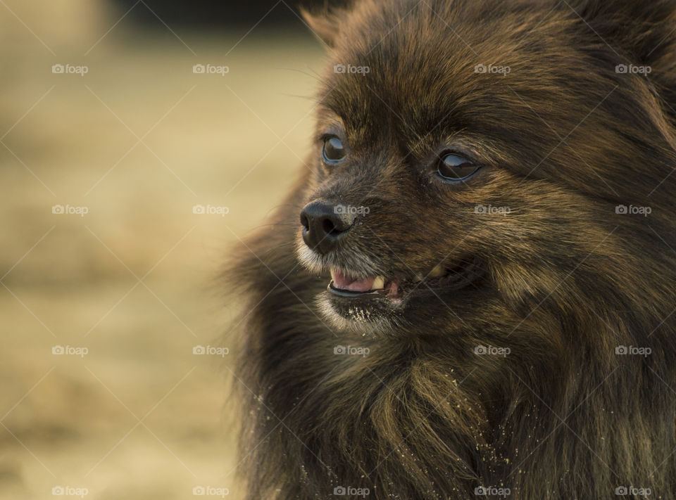 Little, brown, long hair doggy captured on the beach of Black Sea near the city of Varna, Bulgaria