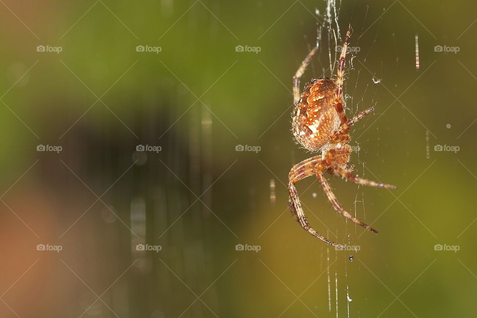 Spider in its Web