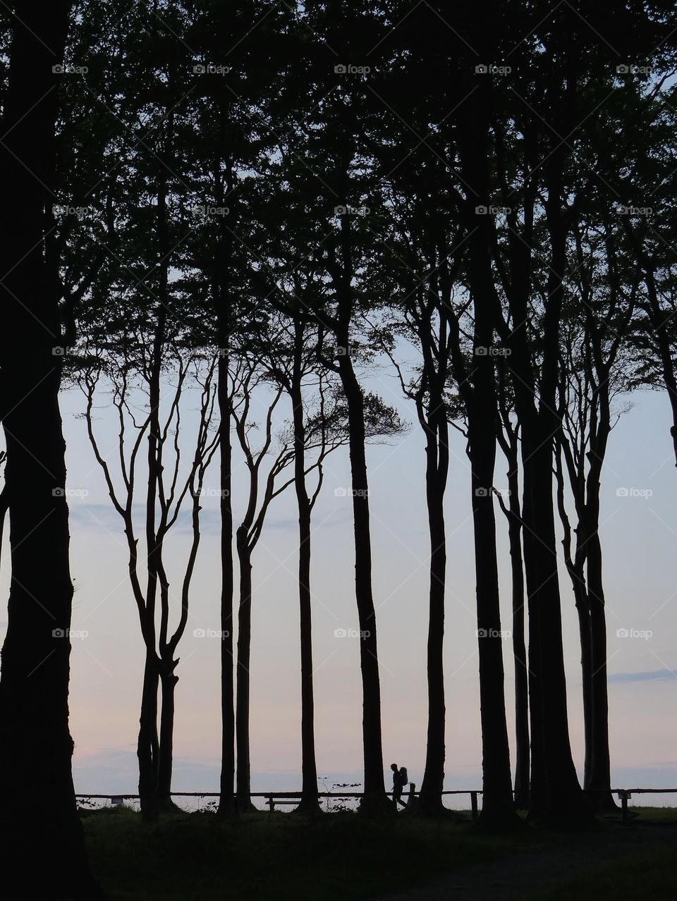 Forest silhouettes