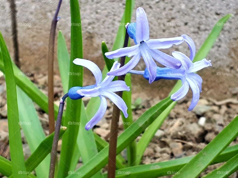 Flower Zumbul (hyacinth)