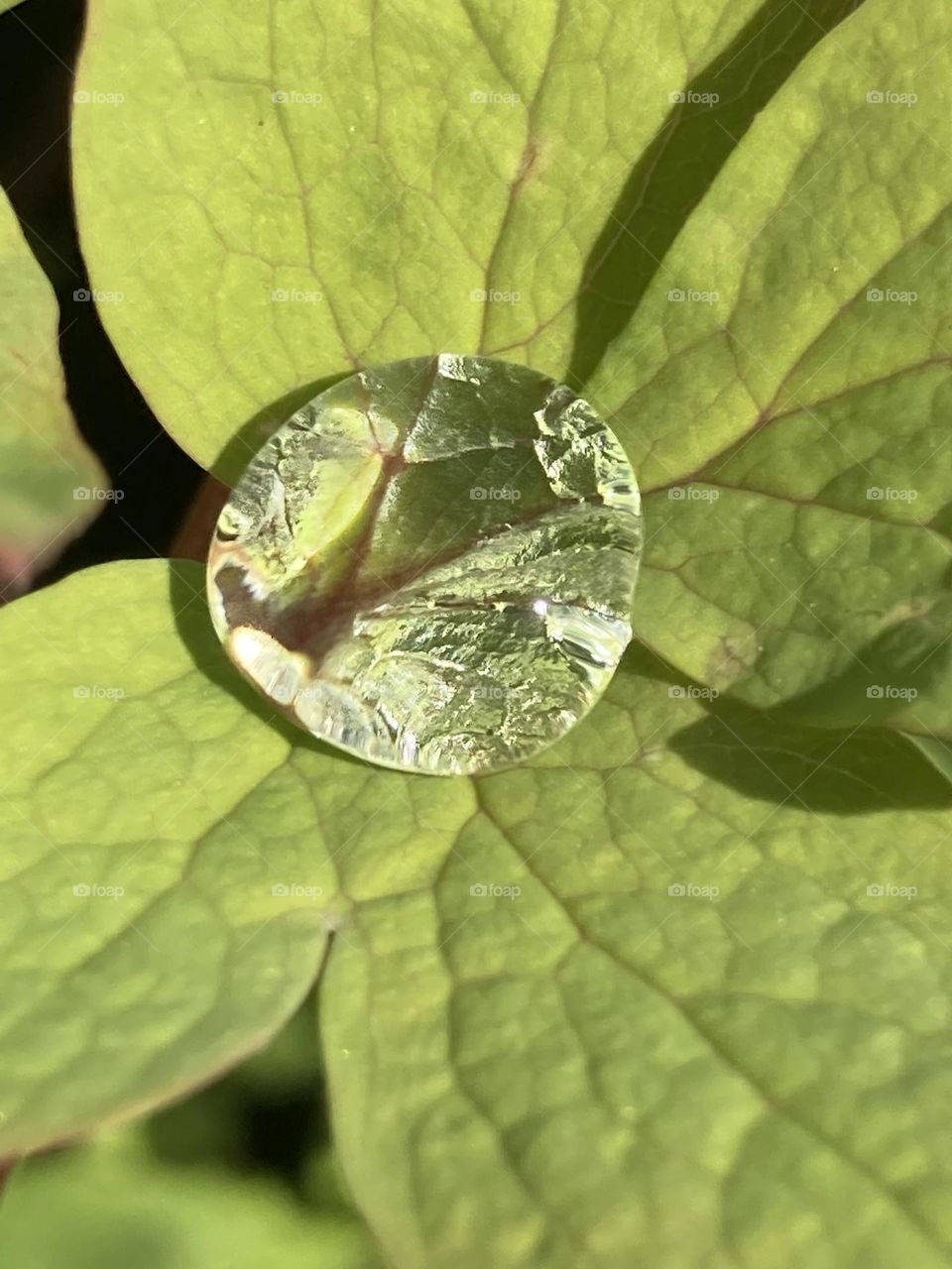Wassertropfen auf Pflanzenblatt