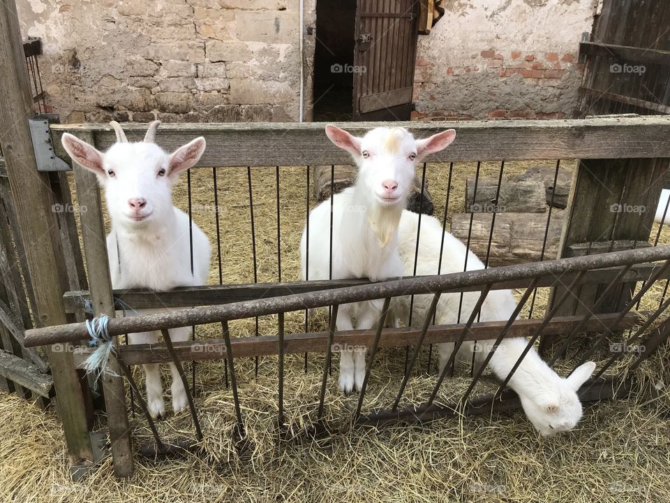 Little goats 