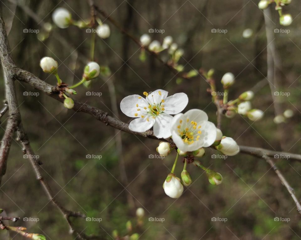 branch of a blossoming tree flower close-up