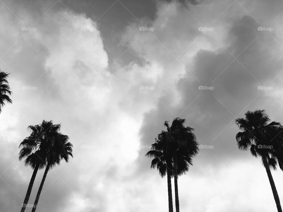 Palm Trees