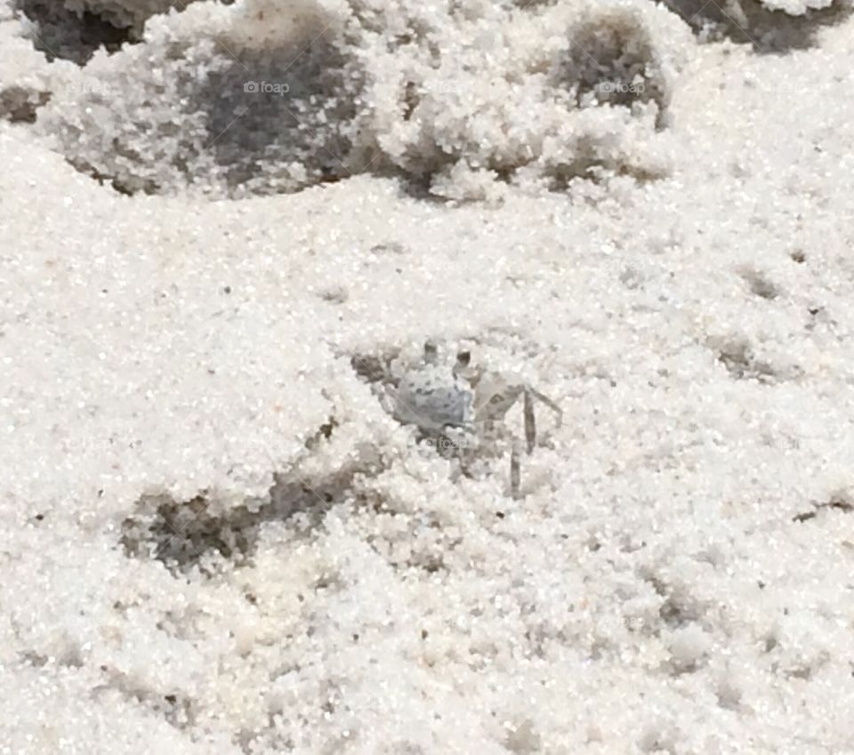 Sand crab