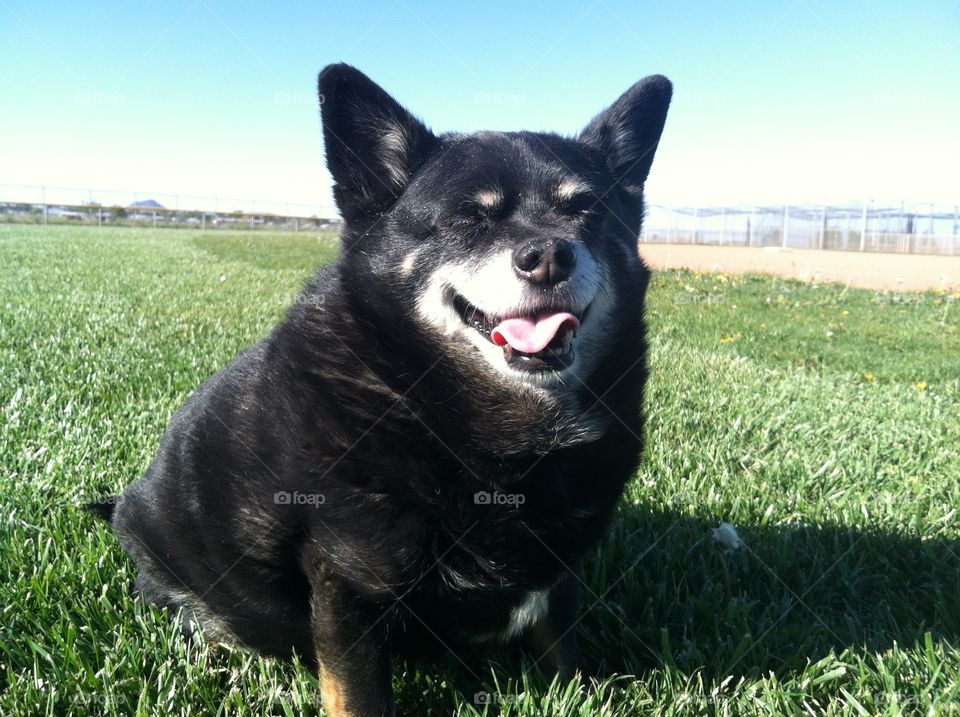 the good life. my 16 year old Chihuahua mix sitting in the grass enjoying the sun