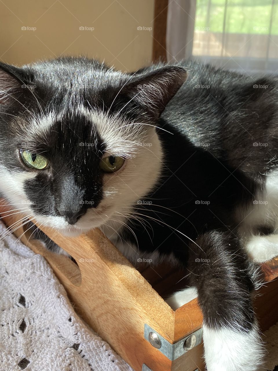 Good day to you all.  Cat kitty kitty cat 