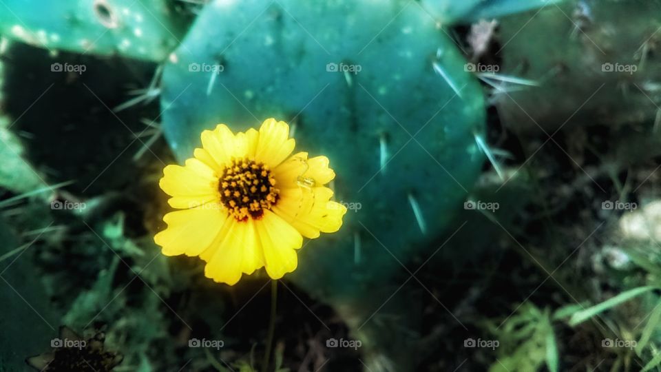 Yellow flower with spider and cactus in the background