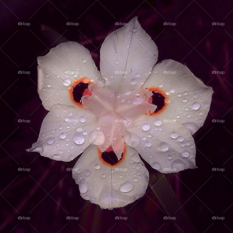 Drops and Flower 