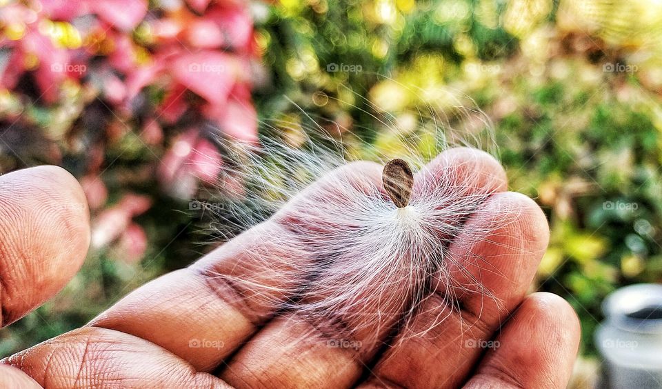 Flying seed of Calotropis is extreme delicate and beautiful.