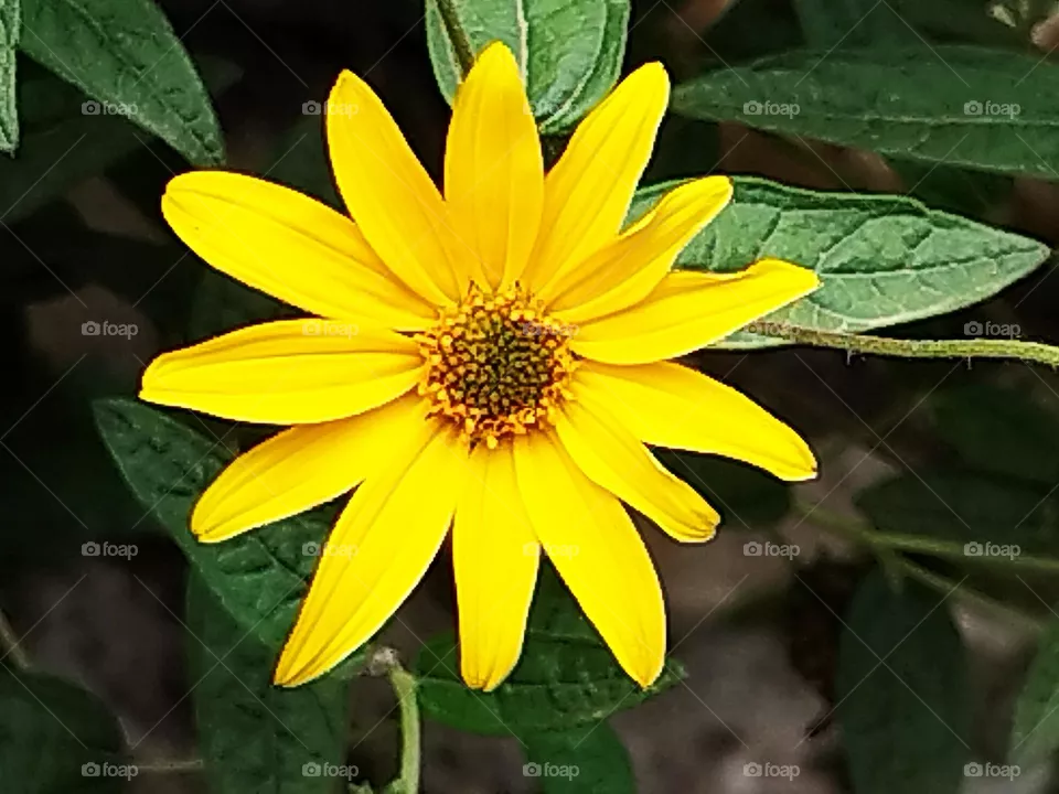 yelow flower