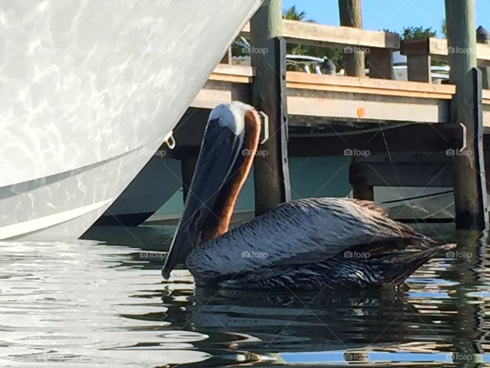 Pelican 