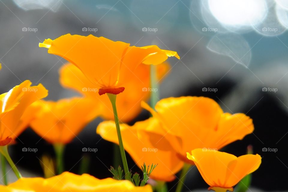 Poppies at the River. Orange poppies in full bloom along the Columbia River