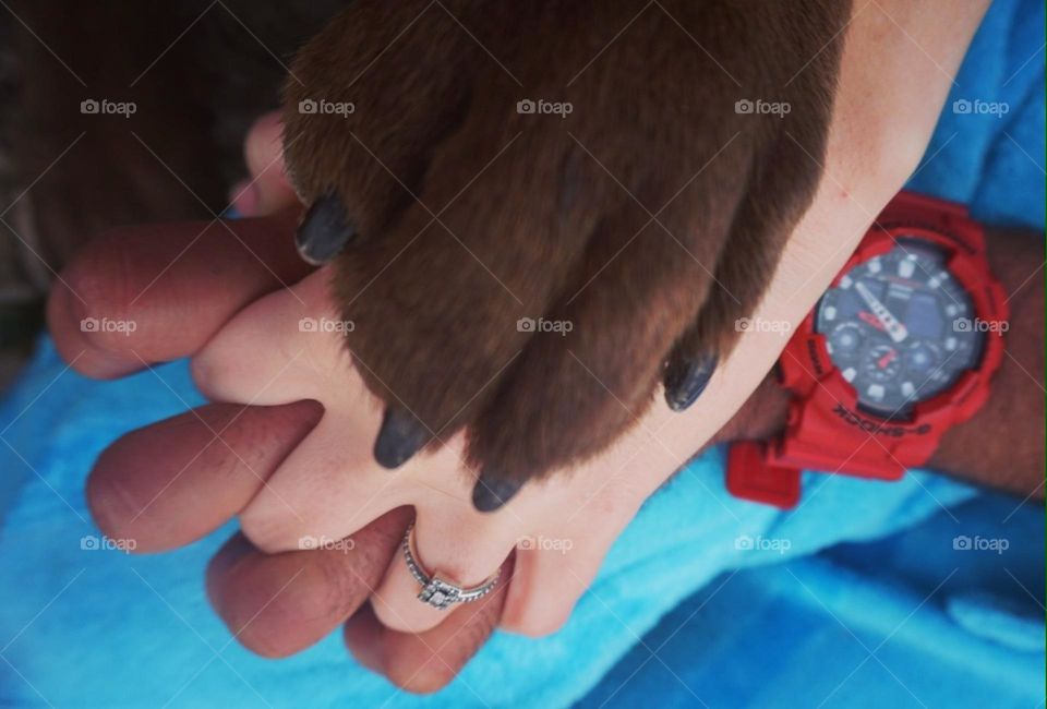 Hands#paw#couple#pet#family