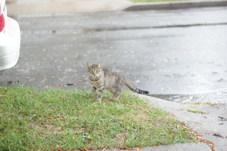 Can Walking The Streets