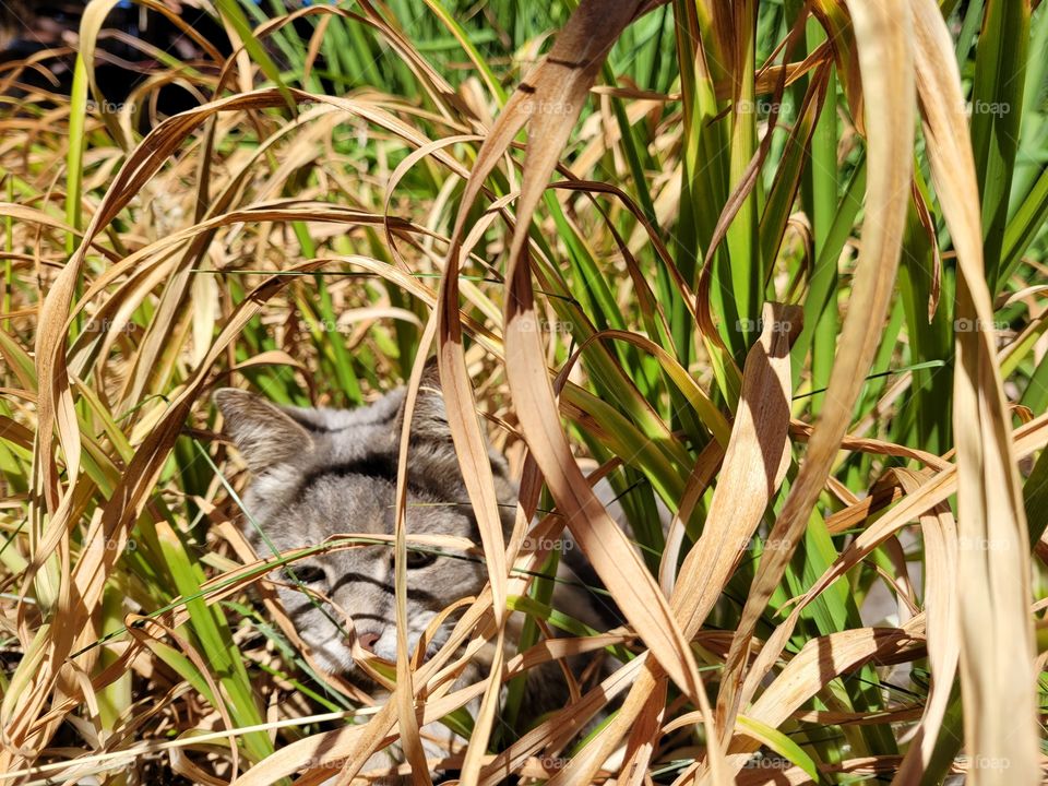 Cat Playing in Tall Grass like a Lioness