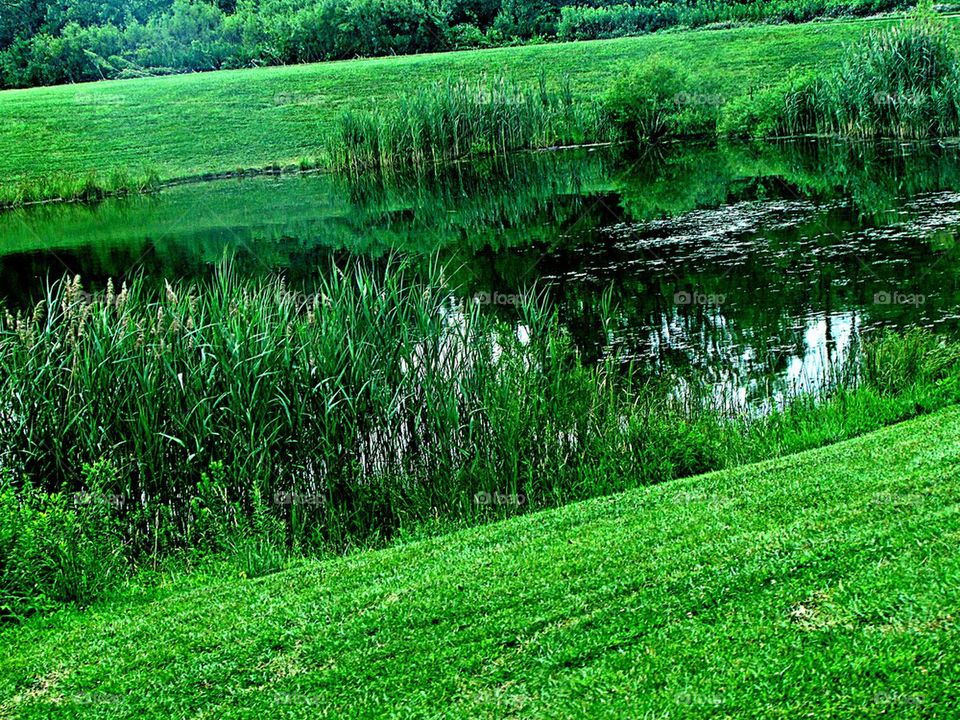 Tall grass around the pond