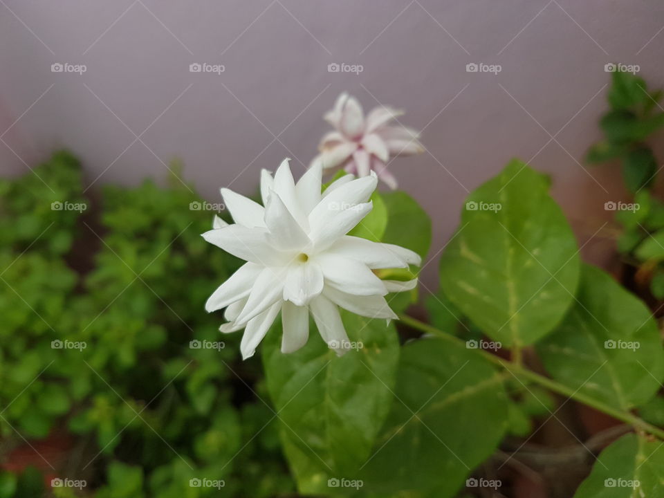 jasmin flower
