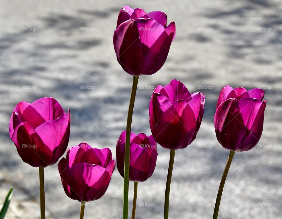 lilac tulips in the middle of a city in Germany