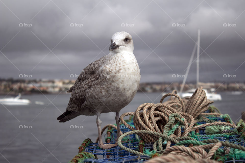 Seagull on the pier