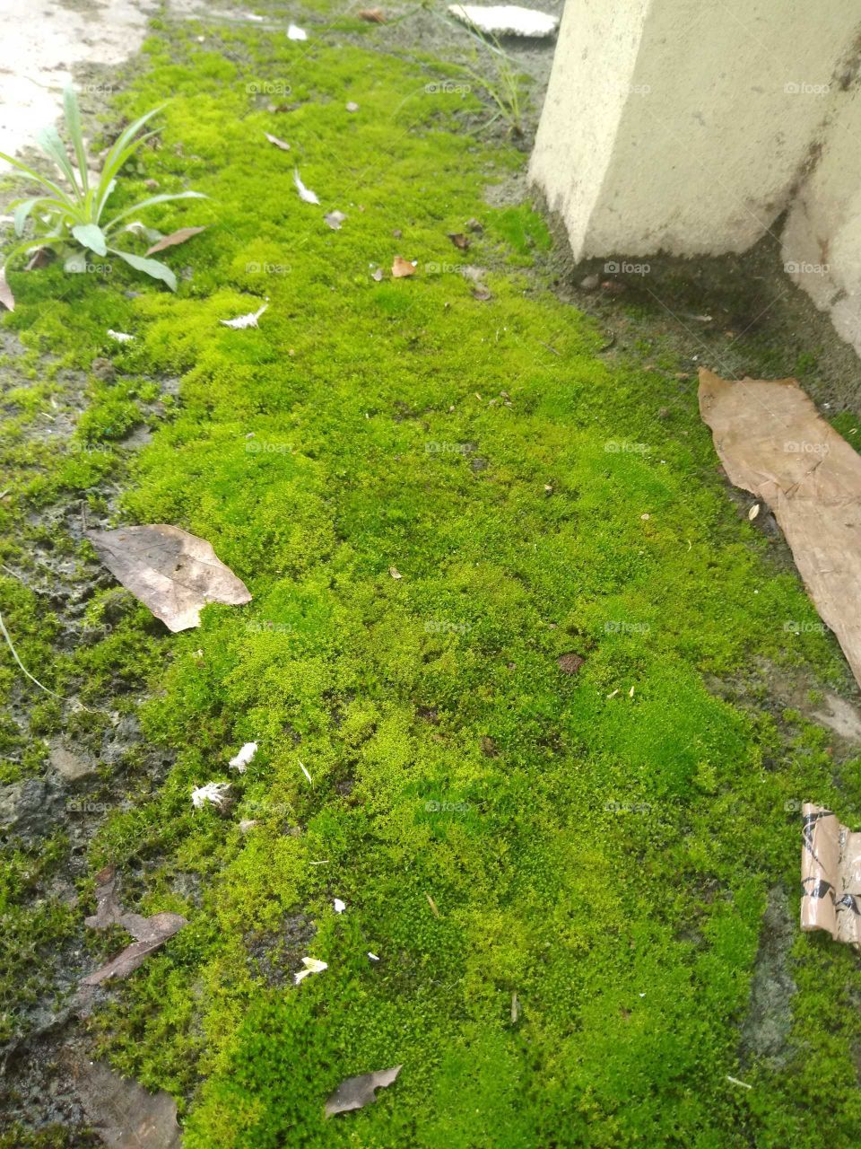 a green thick layered moss on my terrace