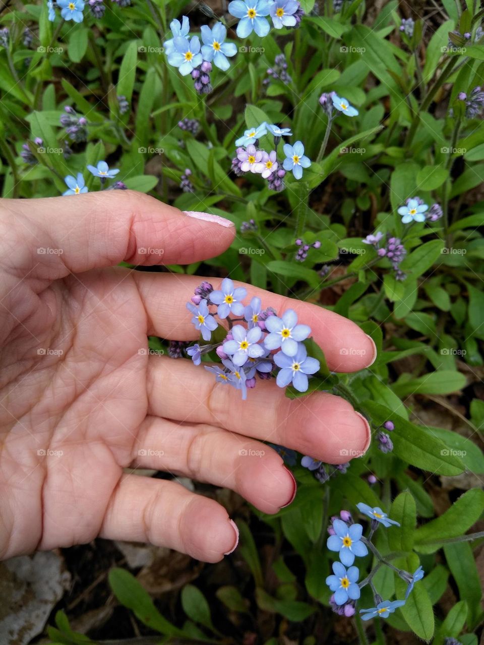 beautiful spring flowers and female hand nature lovers