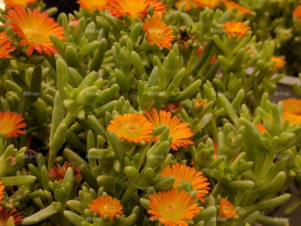 orange succulent flower