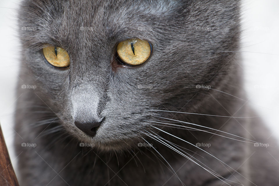 Russian blue cat