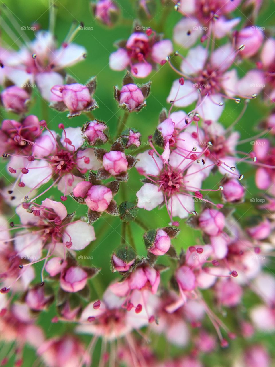 Little pink flowers in macro 
