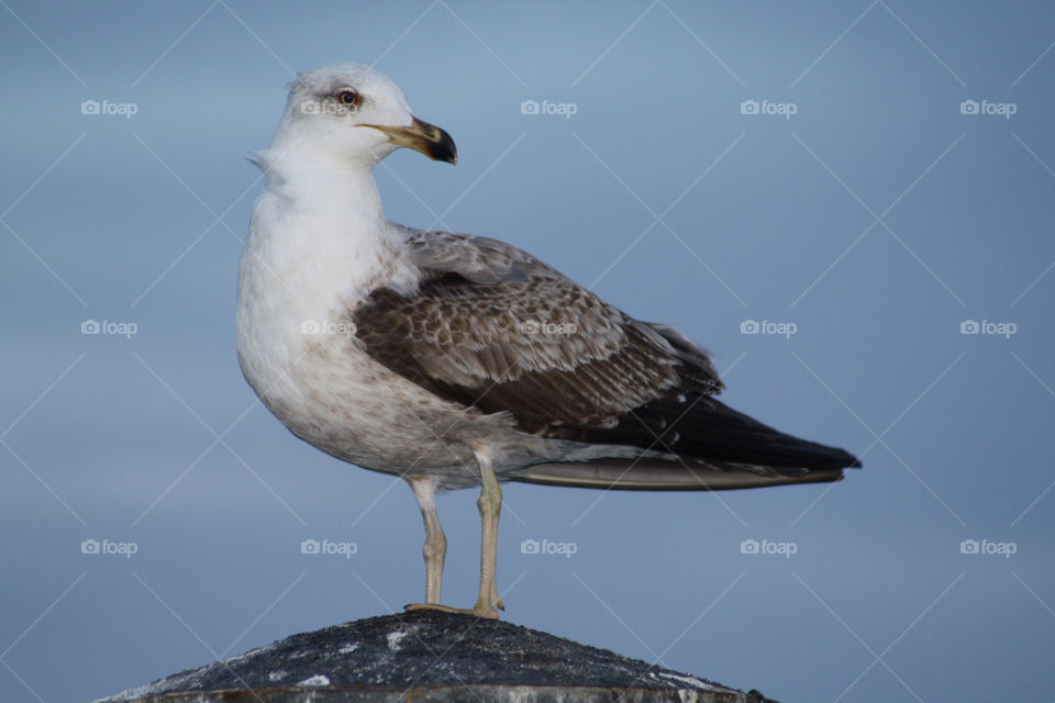 bird sea seagull by fuinha
