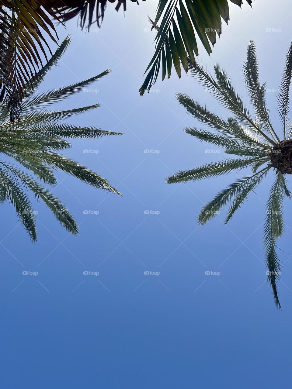 Palm Trees
