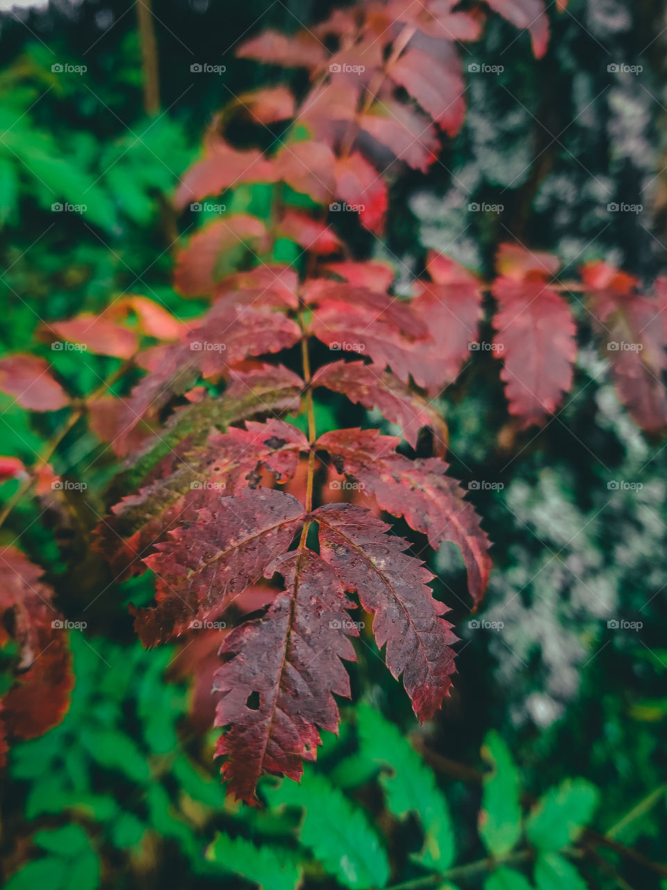 Red leaves