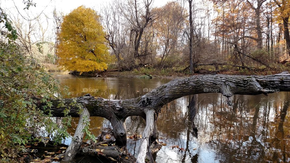 Creekside In Fall