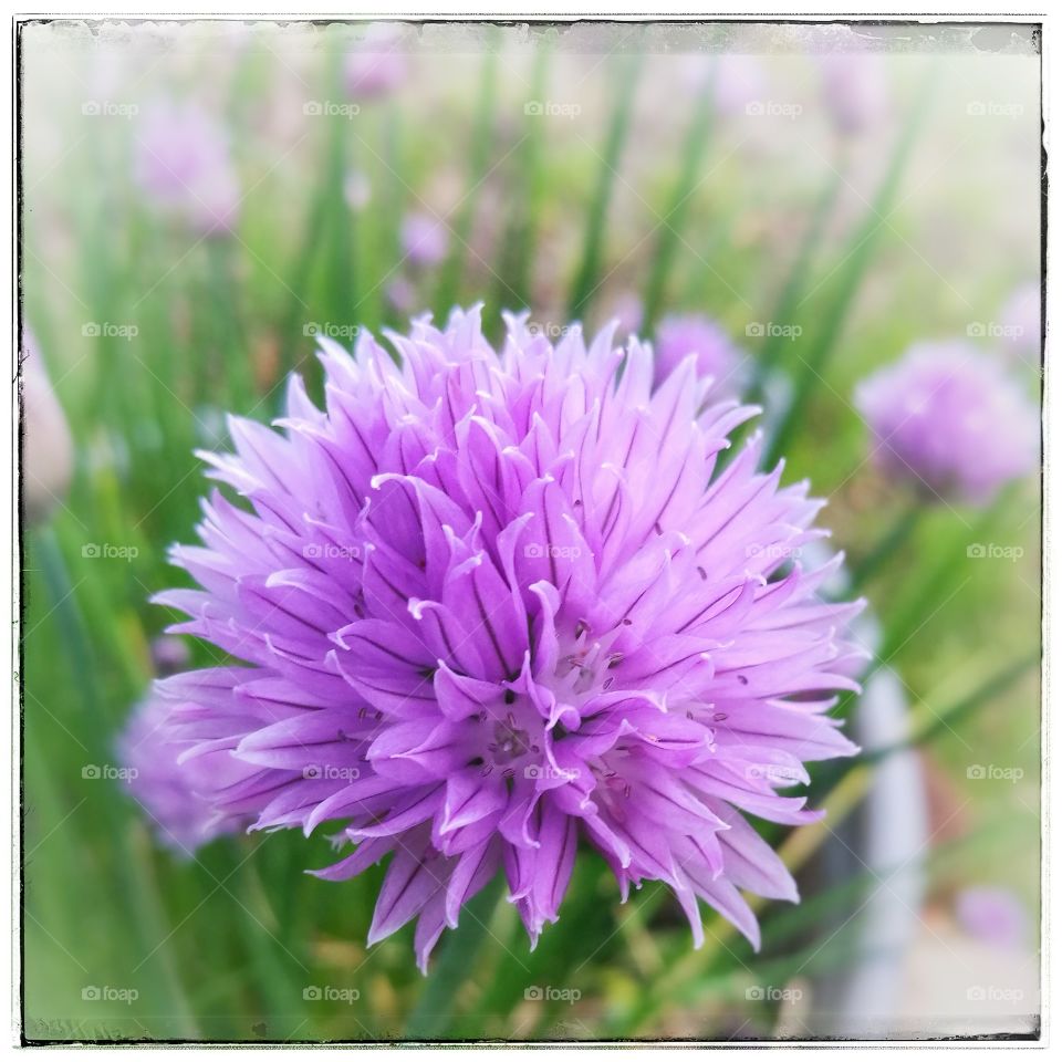 Schnittlauch / Chives
