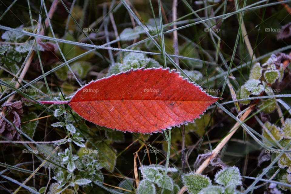 Frozen red leaf
