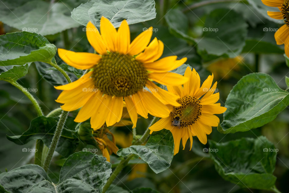 sunflowers bees and bumblebees