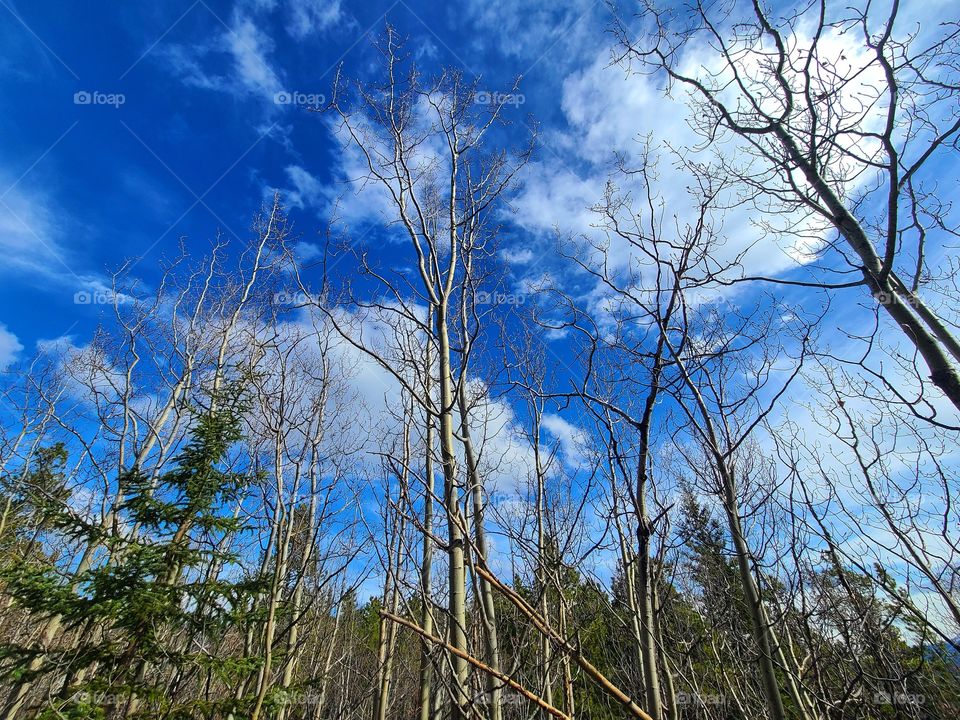 The forest meets the cloudy blue sky