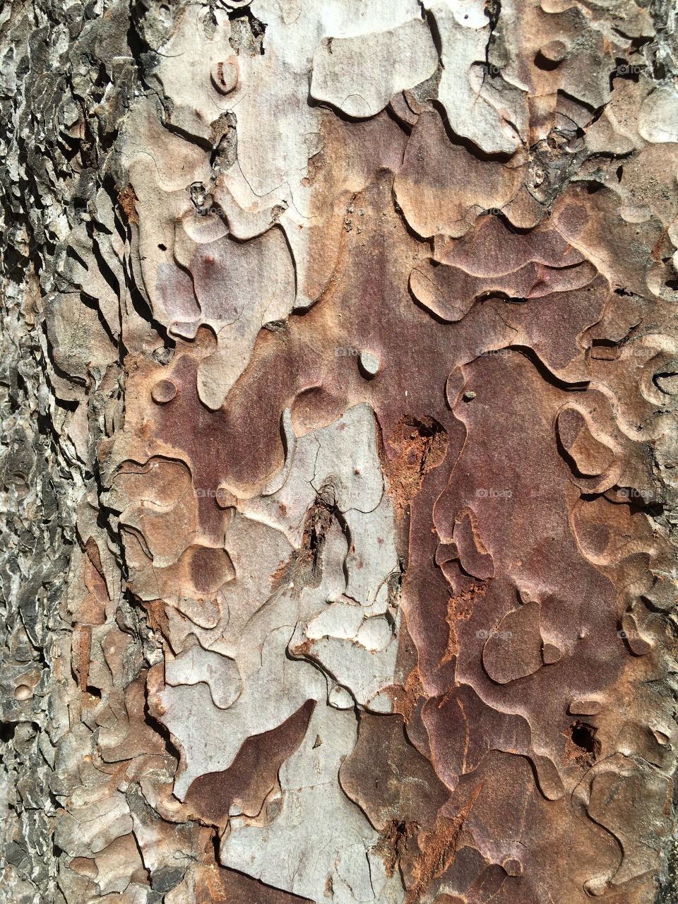 Camouflage tree textures in Turkey. 