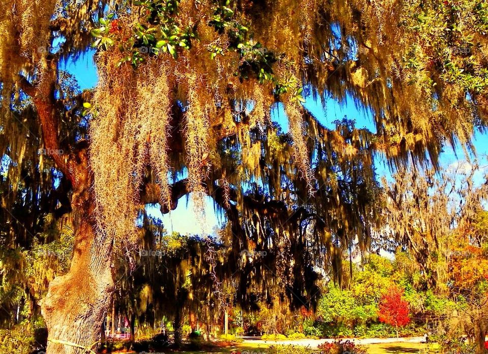 Spanish Moss