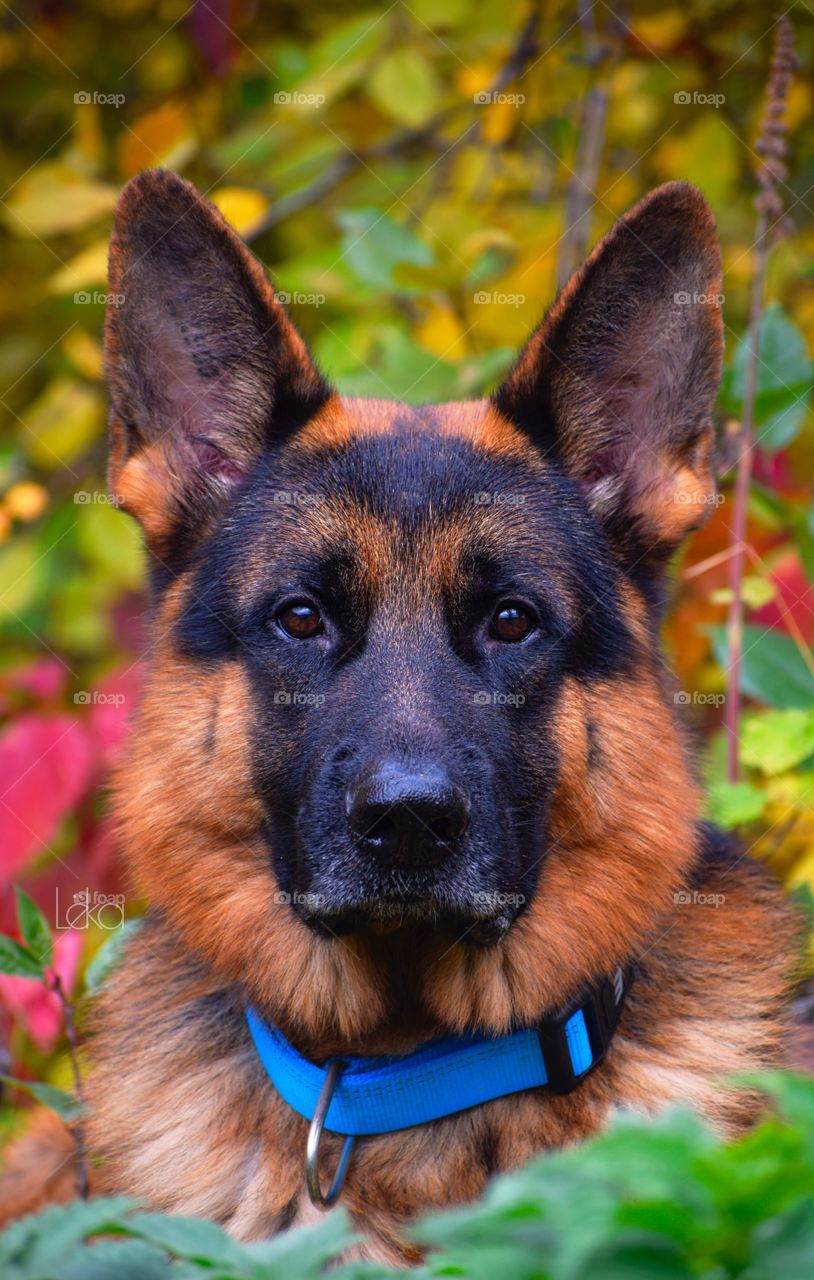 German shepherd 