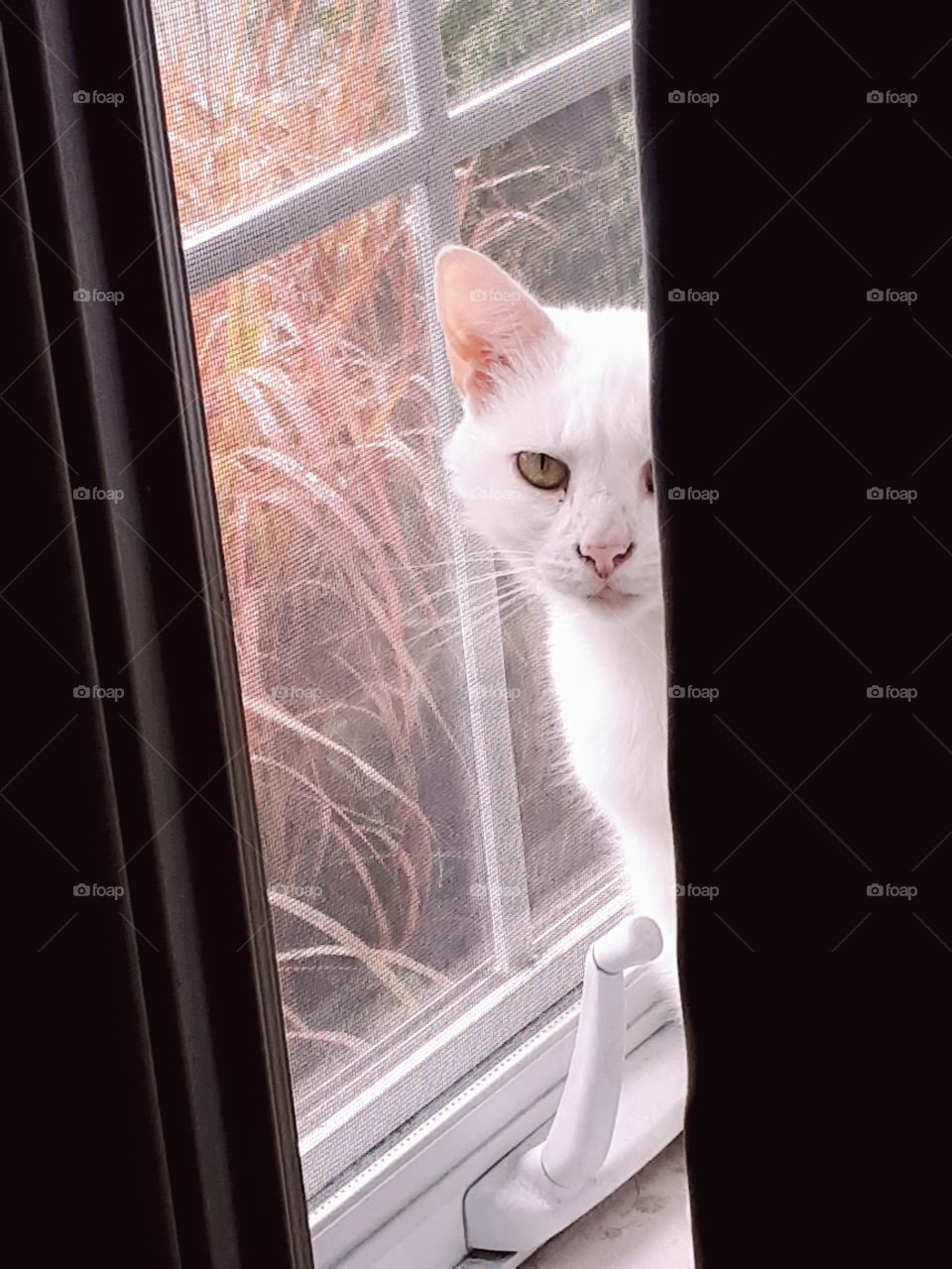cut cat sitting at window with fall colors in the background