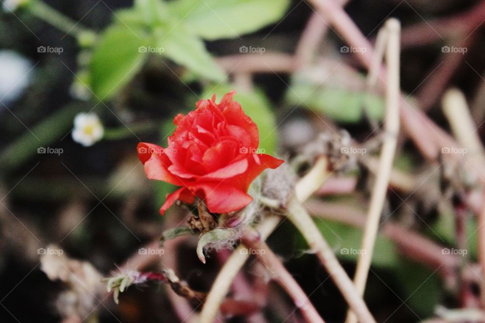 Nature, Flower, Flora, Leaf, No Person