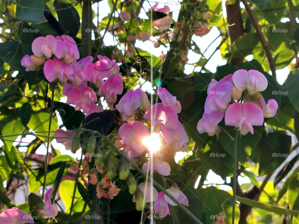 Pink flowers