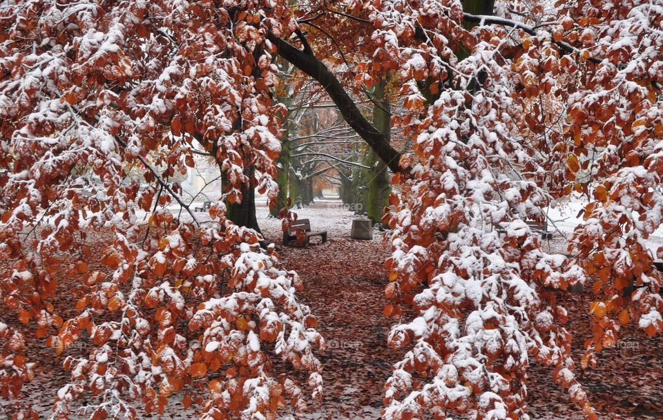 Season, Tree, Nature, Fall, Winter