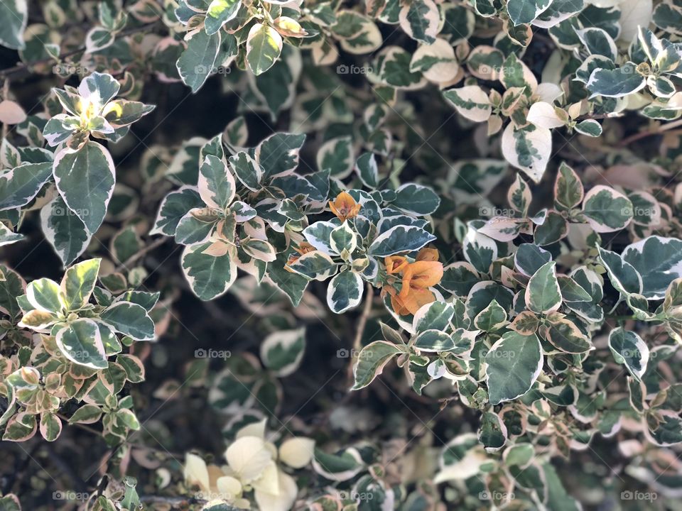 Backyard shots on a crisp & sunny February day in Southern California 