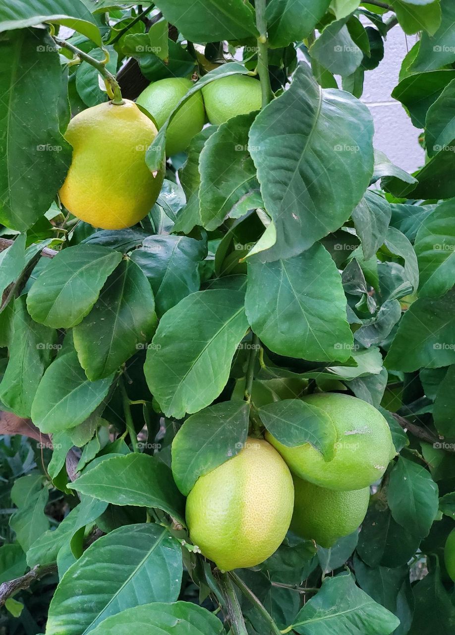 Lemons Ripening on a Tree