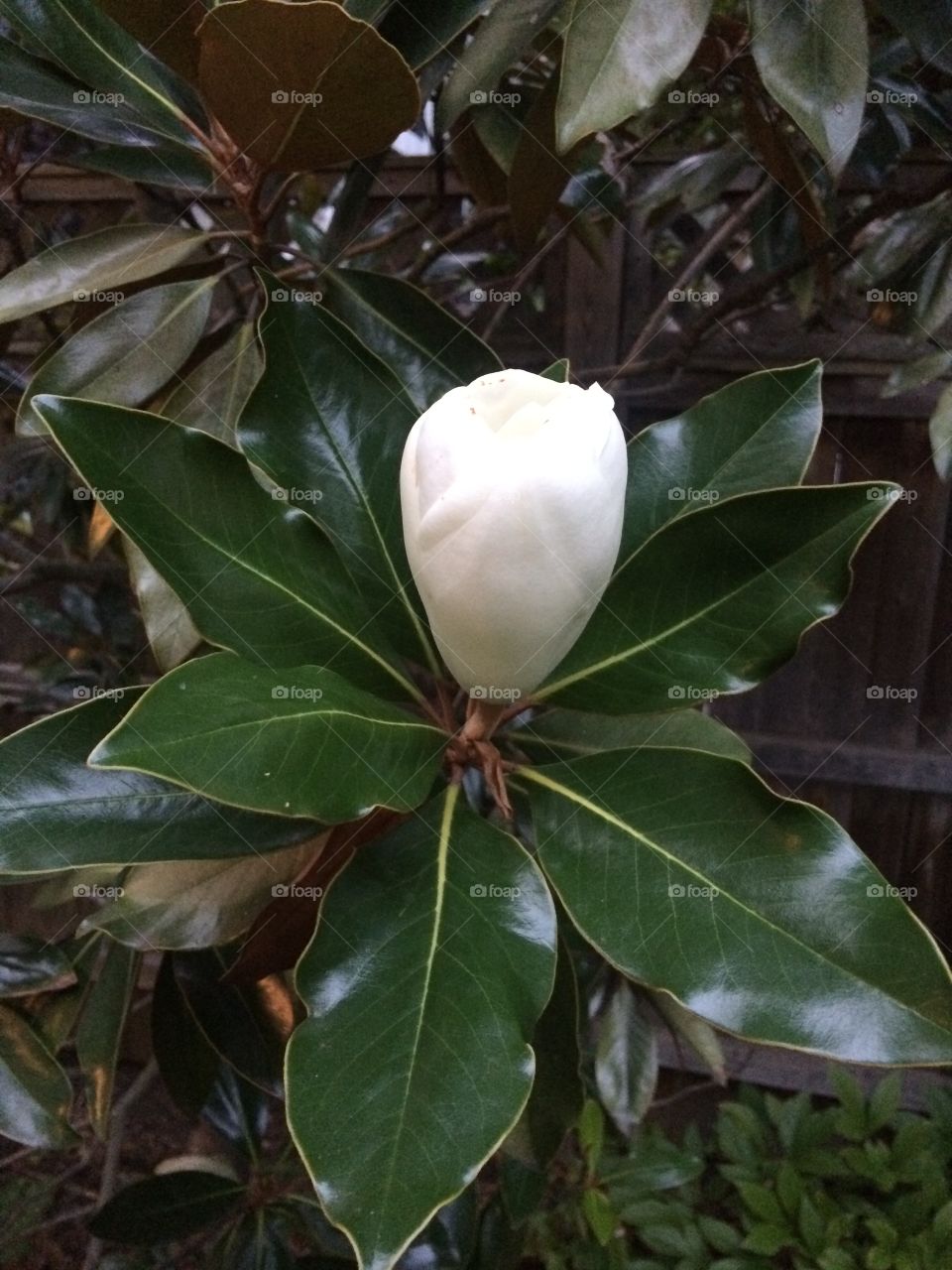 Emerging Magnolia bloom